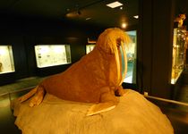 Bild zu Zoologisches Museum Hamburg