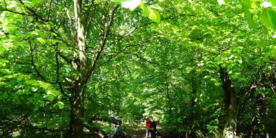Naturschutzgebiet Urwald Sababurg,Reinhardswald in Hofgeismar
